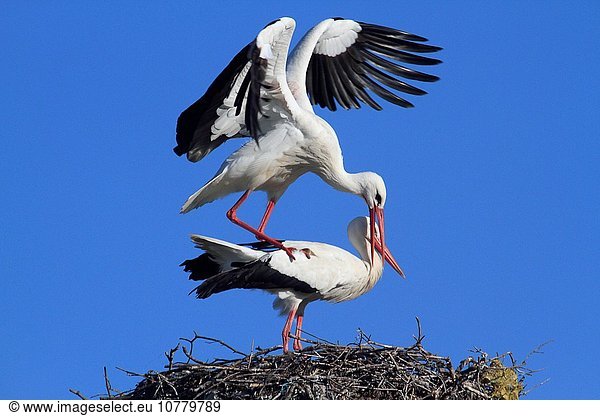 White storks (Ciconia ciconia) mating. Extremadura. Spain.