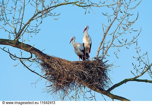White Storks (Ciconia ciconia) on Nest  Hesse  Germany  Europe.