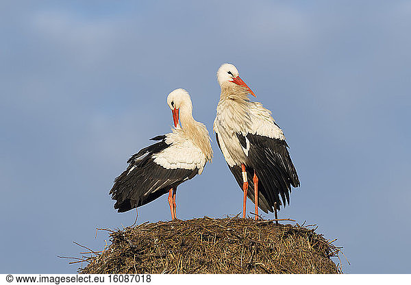 White Storks (Ciconia ciconia) on Nest Hesse Germany Europe
