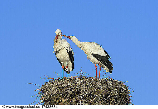 White storks (Ciconia ciconia) on nest  Springtime  Hesse  Germany  Europe
