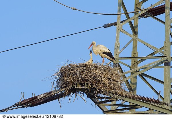 White storks on electricity pylon on his nest  Adult with young  Ciconia ciconia  Hesse  Germany  Europe.