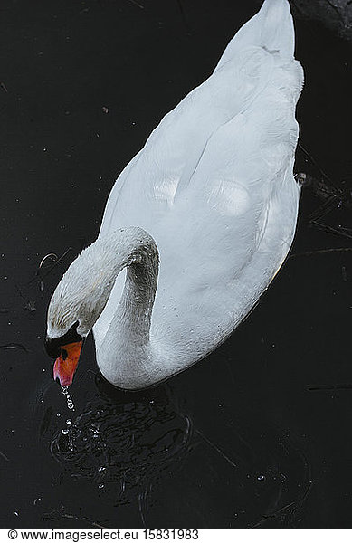 White Swan Swimming Icy Lake Water