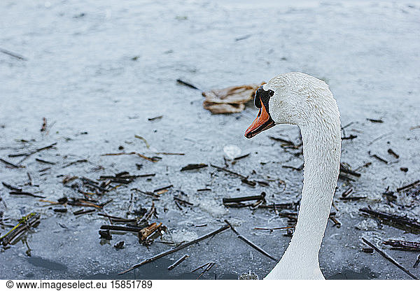 White Swan Swimming Icy Lake Water