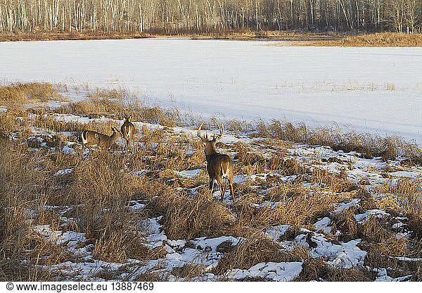 White-Tailed Deer in Winter