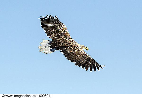 White-tailed Eagle (Haliaeetus albicilla) Adult in flight in spring  Danube Delta  Romania