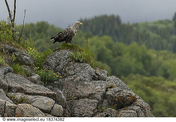 White-tailed eagle (Haliaeetus albicilla)  adult  perches on rocks  Vesteralen  Vesterålen  Northern Norway  Norway  Europe