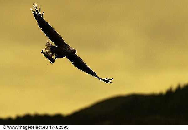 White-tailed eagle (Haliaeetus albicilla)  bird of prey  in flight  with prey  silhouette  sunset  evening glow  Lauvsnes  North Trondelag  Norway  Europe