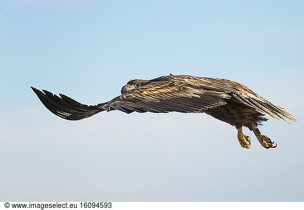 White-tailed eagle (Haliaeetus albicilla) Eagle flying above the steppe  Hungary  Winter