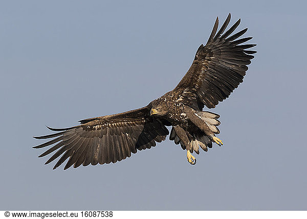 White-tailed eagle (Haliaeetus albicilla) Eagle in flight Hungary  Winter