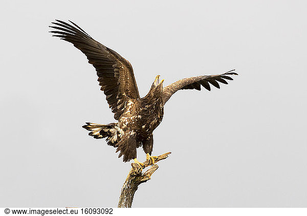White-tailed eagle (Haliaeetus albicilla) Eagle perched in a tree and calling  Hungary
