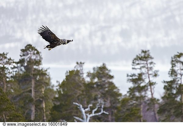 White-tailed eagle  Haliaeetus albicilla flying with forest and trees in the background  Stora sj?fallets national park  Swedish Lapland  Sweden.