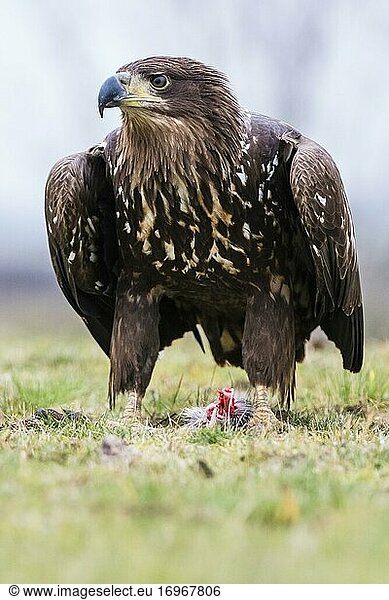 White-tailed eagle (Haliaeetus albicilla) standing in a meadow in front of prey  Lower Austria  Austria  Europe