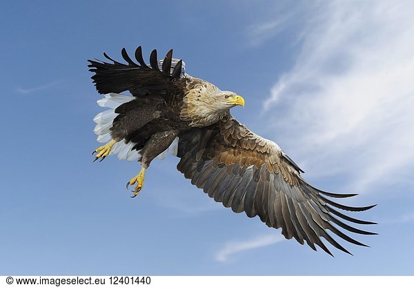 White-tailed Eagle / Sea Eagle ( Haliaeetus albicilla ) impressive adult  in flight against blue sky  hunting  just before grabbing for prey  wildlife  Europe.