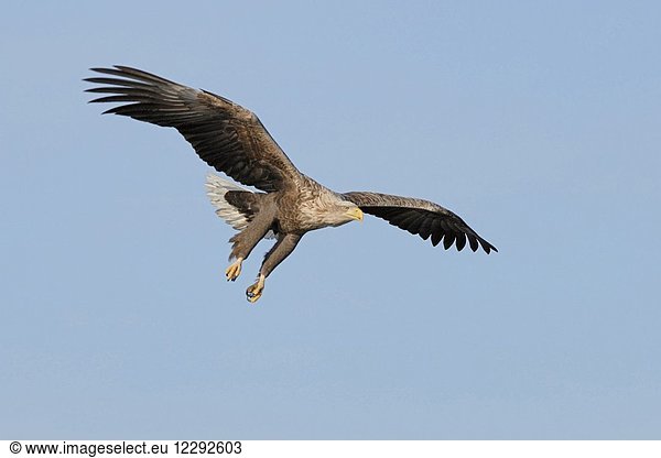 White tailed Eagle / Sea Eagle ( Haliaeetus albicilla ) in flight against blue sky  hunting  just before grabbing prey  wildlife  Europe.