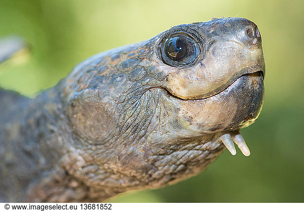 White-throated Turtle White-throated Turtle, Elseya albagula, Mary ...