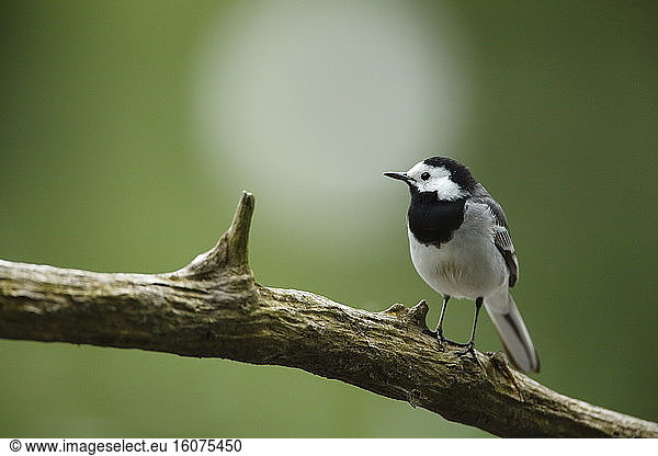 White Wagtail (Motacilla alba) on a branch - Alsace France