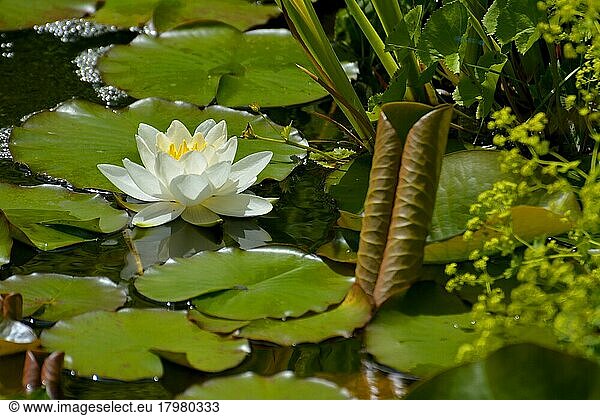 White water lily flowering in pond  single flower