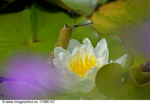 White water lily flowering in pond  single flower