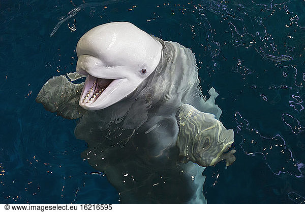White whale in Aquarium