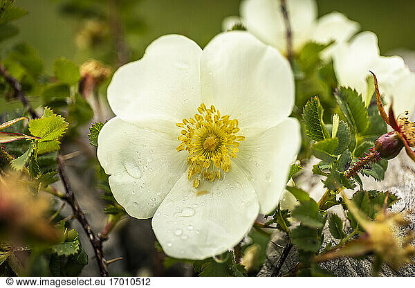 White wild rose with dew drops