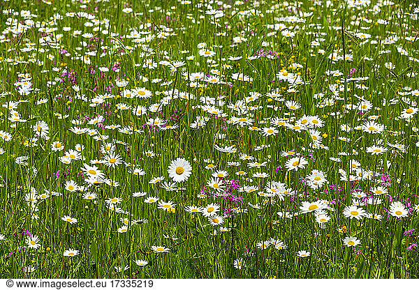 White wildflowers blooming at meadow