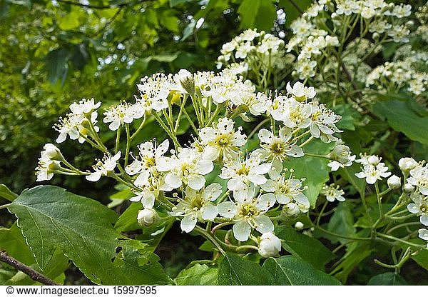 Whitebeam (Sorbus aria) flowering on a nature reserve in the Herefordshire UK countryside. May 2020.