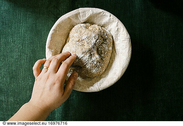 Whole Wheat Sourdough in banneton basket proofing before baking