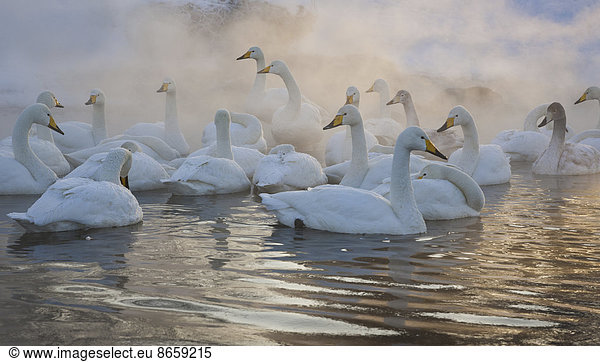 Whooper swans  Hokkaido  Japan