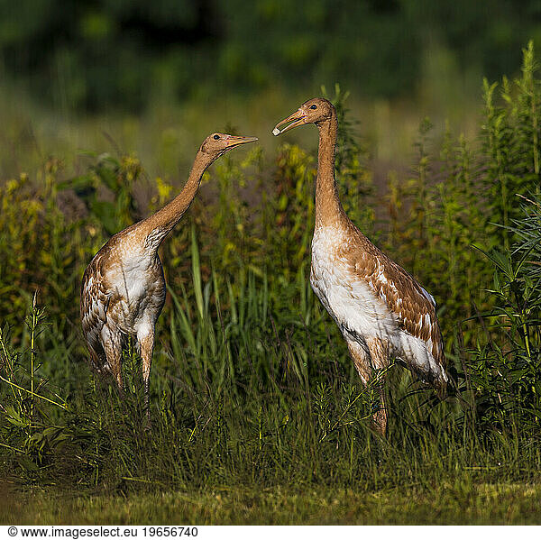Whooping Crane reintroduction  Direct Autumn Release