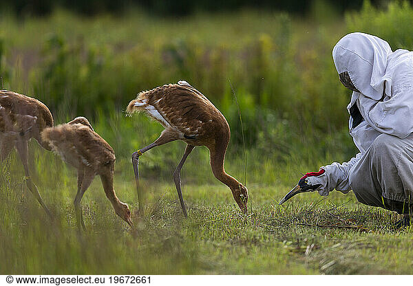Whooping Crane reintroduction  Direct Autumn Release