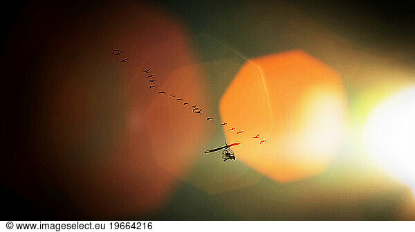 Whooping Cranes