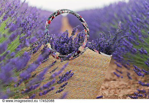 Wicker bag filled with lavender flowers in lavender fields.