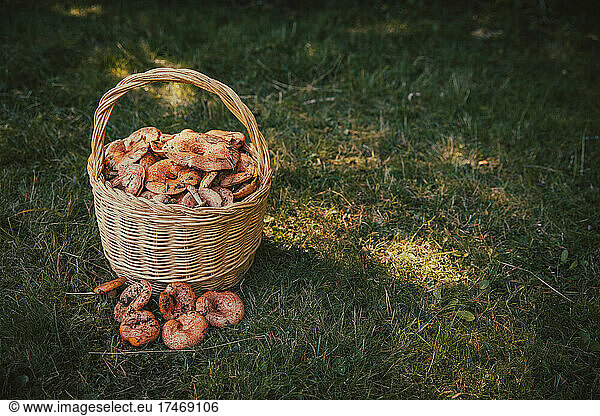 Wicker basket filled with mushrooms on grass