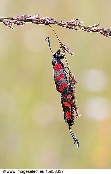 Widderchen (Zygaena filipendulae)  zwei Käfer hängen an Grasähre  Kopula  Bayern  Deutschland  Europa