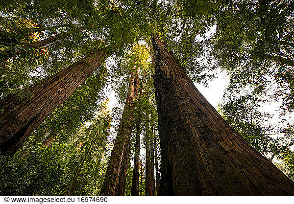 Wide angle looking up of California redwood forest