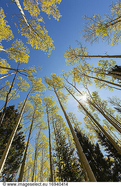 wide angle view looking up at autumn aspens