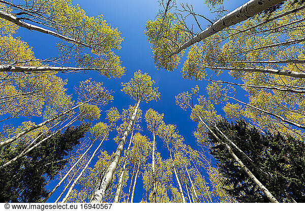 wide angle view looking up at autumn aspens