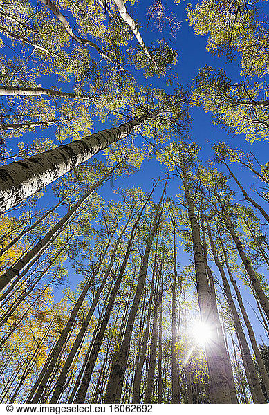 wide angle view of towering aspen trees in the autumn
