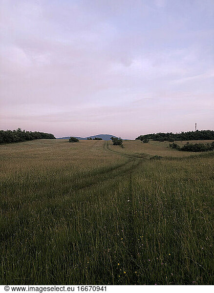 Wide field of green grass