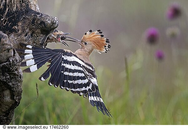 Wiedehopf (Upupa epops) Altvogel füttert fast flügge Jungvögel  Altvogel im Anflug mit Mistkäfer als Nahrung für die Jungvögel  Serbien  Europa