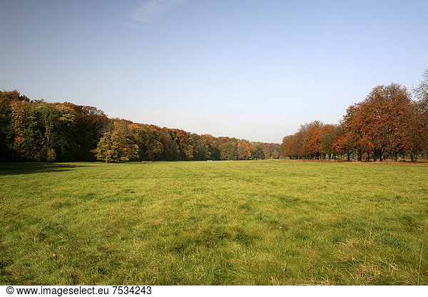 Wiese  Herbst im Naherholungsgebiet am Decksteiner Weiher  Köln  Nordrhein-Westfalen  Deutschland  Europa