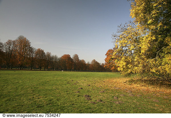 Wiese  Herbst im Naherholungsgebiet am Decksteiner Weiher  Köln  Nordrhein-Westfalen  Deutschland  Europa
