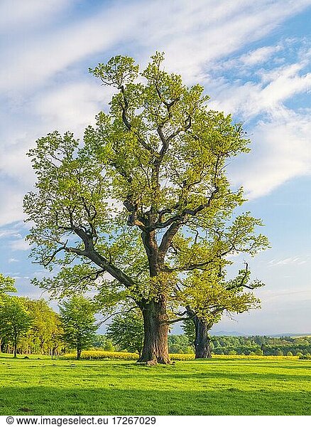 Wiese mit alten knorrigen solitären Eichen (Quercus robur) im Frühling  ehemalige Hutebäume  Naturdenkmal  Reinhardswald  Hessen  Deutschland  Europa