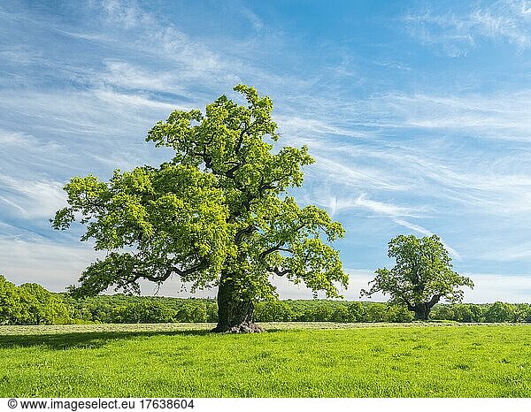 Wiese mit alten knorrigen solitären Eichen (Quercus robur) im Frühling unter blauem Himmel  ehemaliger Hutebaum  Naturdenkmal  Reinhardswald  Hessen  Deutschland  Europa