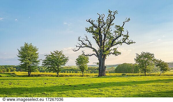 Wiese mit alter knorriger solitärer Eiche (Quercus robur) im Frühling unter blauem Himmel  ehemaliger Hutebaum  Naturdenkmal  Abendlicht  Reinhardswald  Hessen  Deutschland  Europa