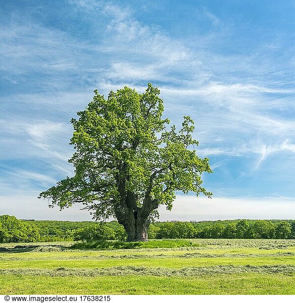 Wiese mit alter knorriger solitärer Eiche (Quercus robur) während der Heumahd im Frühling unter blauem Himmel  ehemaliger Hutebaum  Naturdenkmal  Reinhardswald  Hessen  Deutschland  Europa