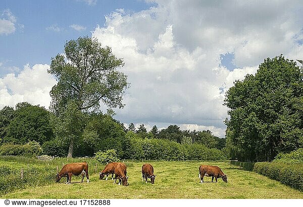 Wiese mit einigen Kühen in der Nähe des niederländischen Dorfes Hernen.