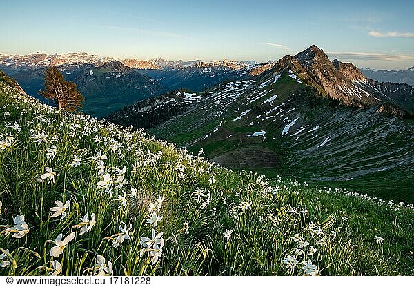 Wiese mit Weißen Narzissen (Narcissus radiiflorus) am Berghang  Hintergrund Berge  Kanton Freiburg  Schweiz  Europa