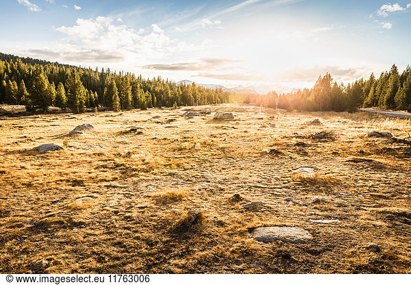 Wiese und Wald bei Sonnenuntergang Yosemite National Park Kalifornien USA
