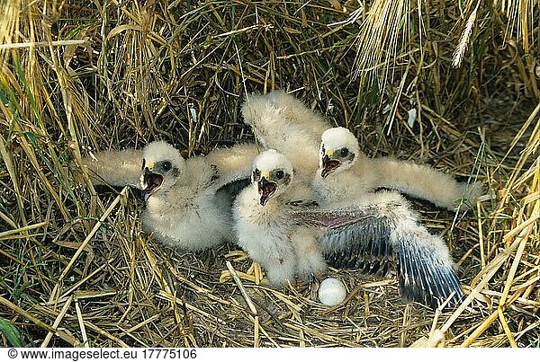 Wiesenweihe  Wiesenweihen (Circus pygargus)  Greifvögel  Tiere  Vögel  Montagu's Harrier chicks  Spain